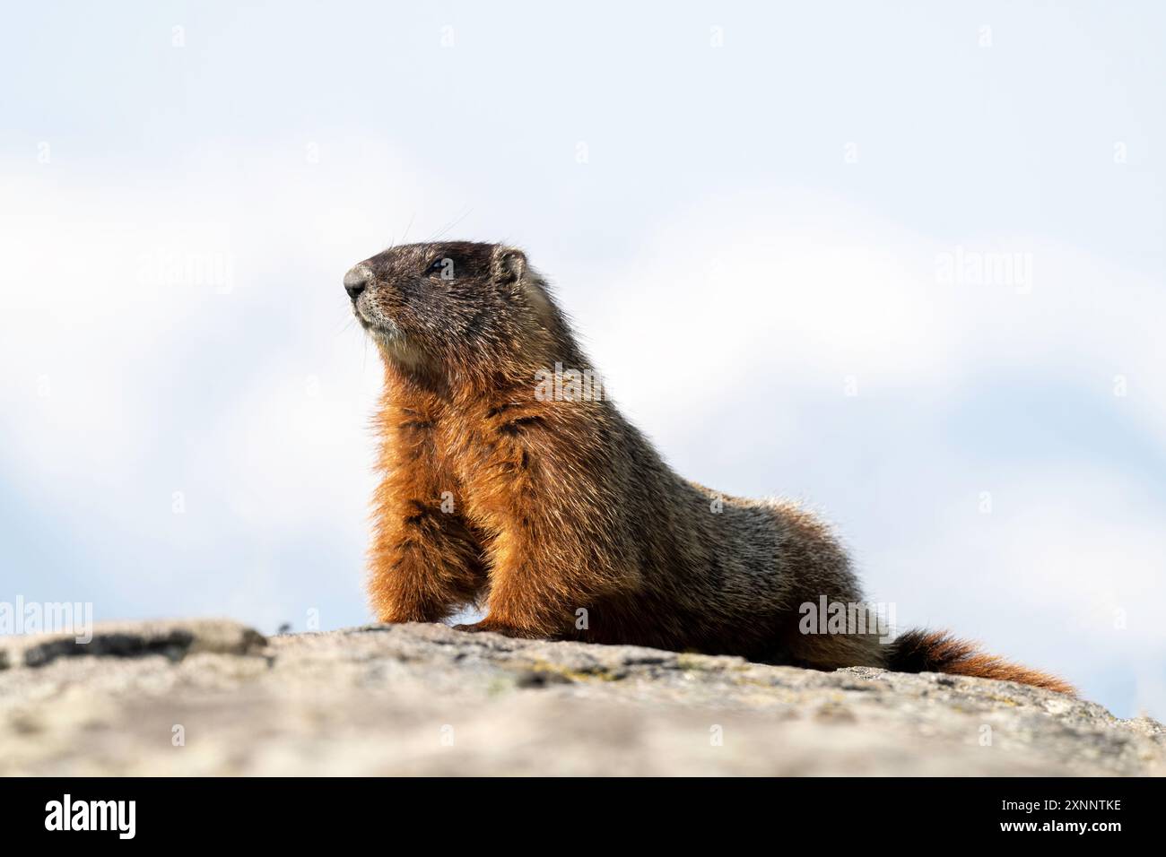 Marmotta dalle cime gialle (Marmota flaviventris) che prende il sole in primavera, Yellowstone, National Park, Wyoming, Nord America Foto Stock