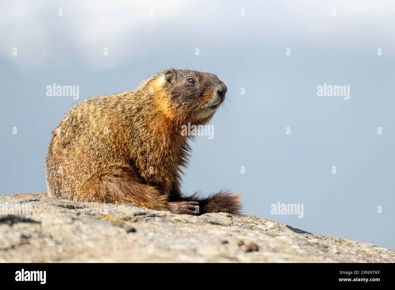 Marmotta dalle cime gialle (Marmota flaviventris) che prende il sole in primavera, Yellowstone, National Park, Wyoming, Nord America Foto Stock