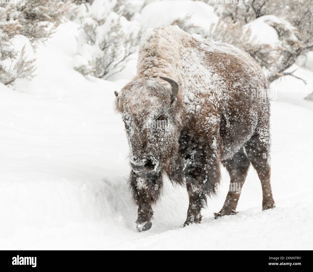 American Bison (bisonte bisonte bisonte) femmina in tempesta invernale, Yellowstone, National Park, Wyoming, Nord America Foto Stock