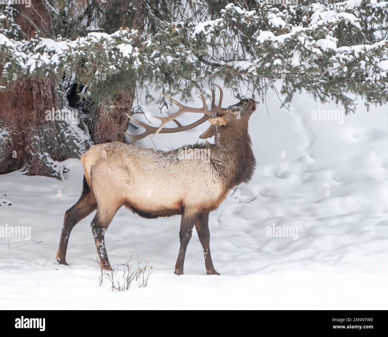 Rocky Mountain Bull Elk (Cervus canadensis nelsoni) dopo una tempesta invernale, Yellowstone National Park, Wyoming, Nord America Foto Stock