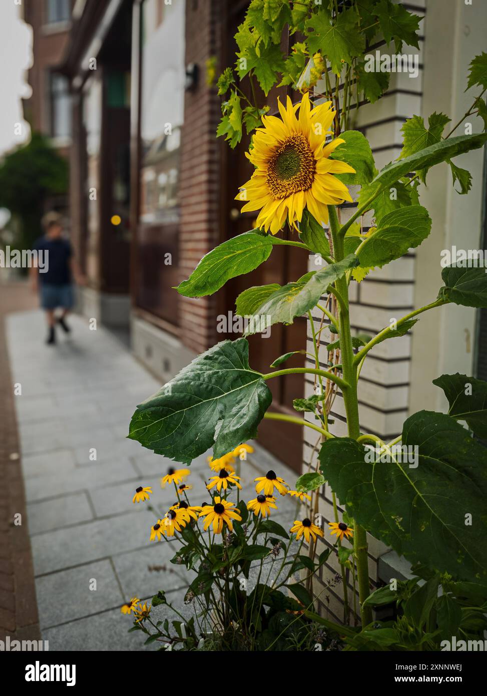 Girasole per strada a Leida, Paesi Bassi, con un ragazzo sfocato sullo sfondo Foto Stock