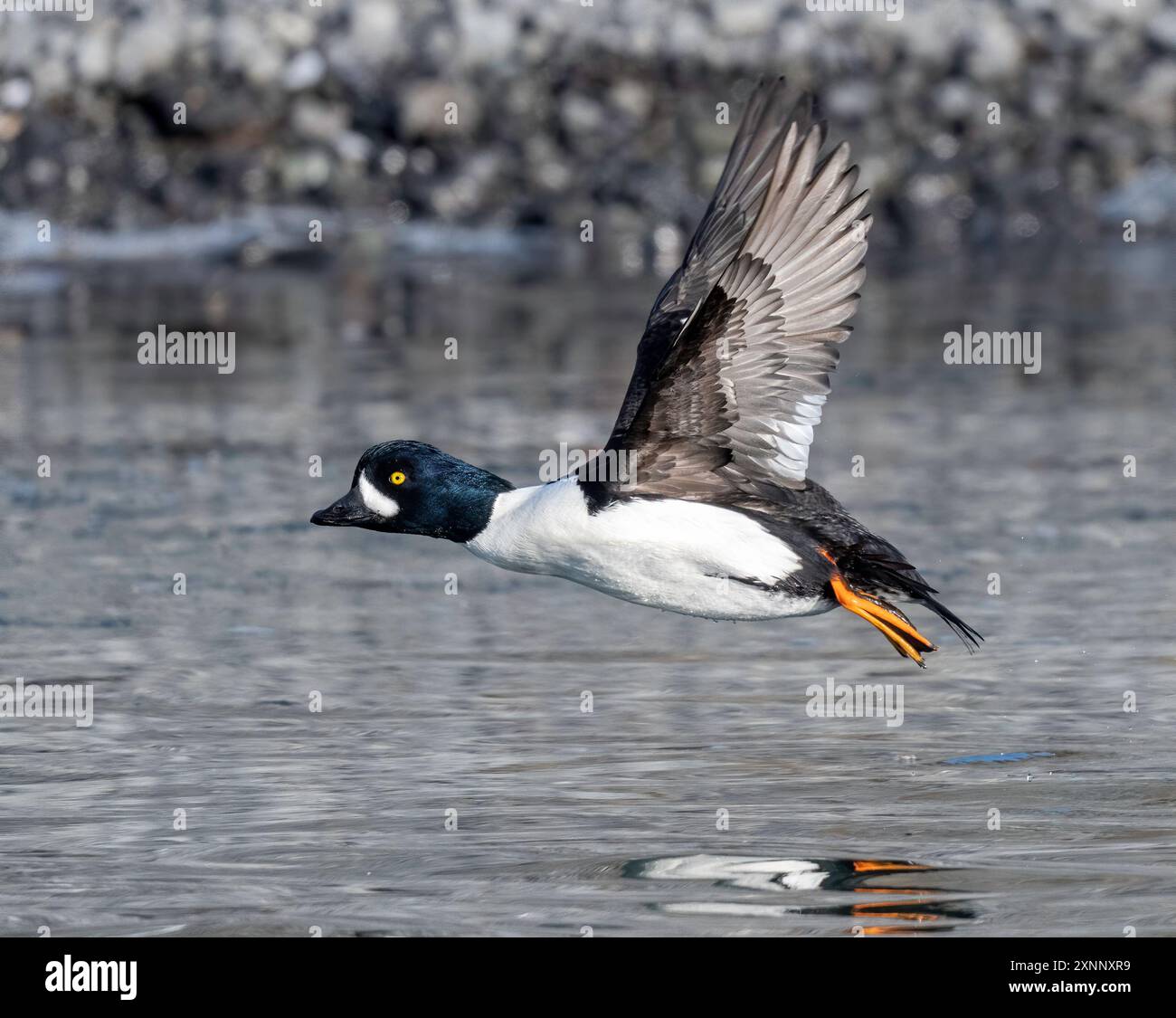 Barrow's GoldenEye (Bucephala islandica), è un'anatra marina di medie dimensioni del genere Bucephala, gli occhi d'oro Foto Stock