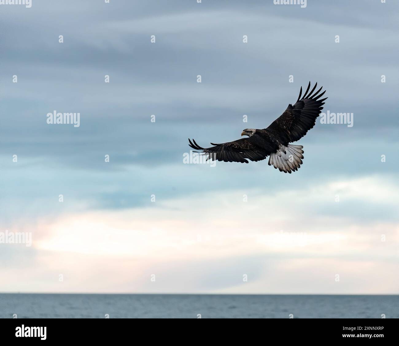 Un'aquila calva giovanile (Haliaeetus leucocephalus) ha ali considerevolmente più larghe e smussate di quelle adulte, rapace che si trova in Nord America Foto Stock