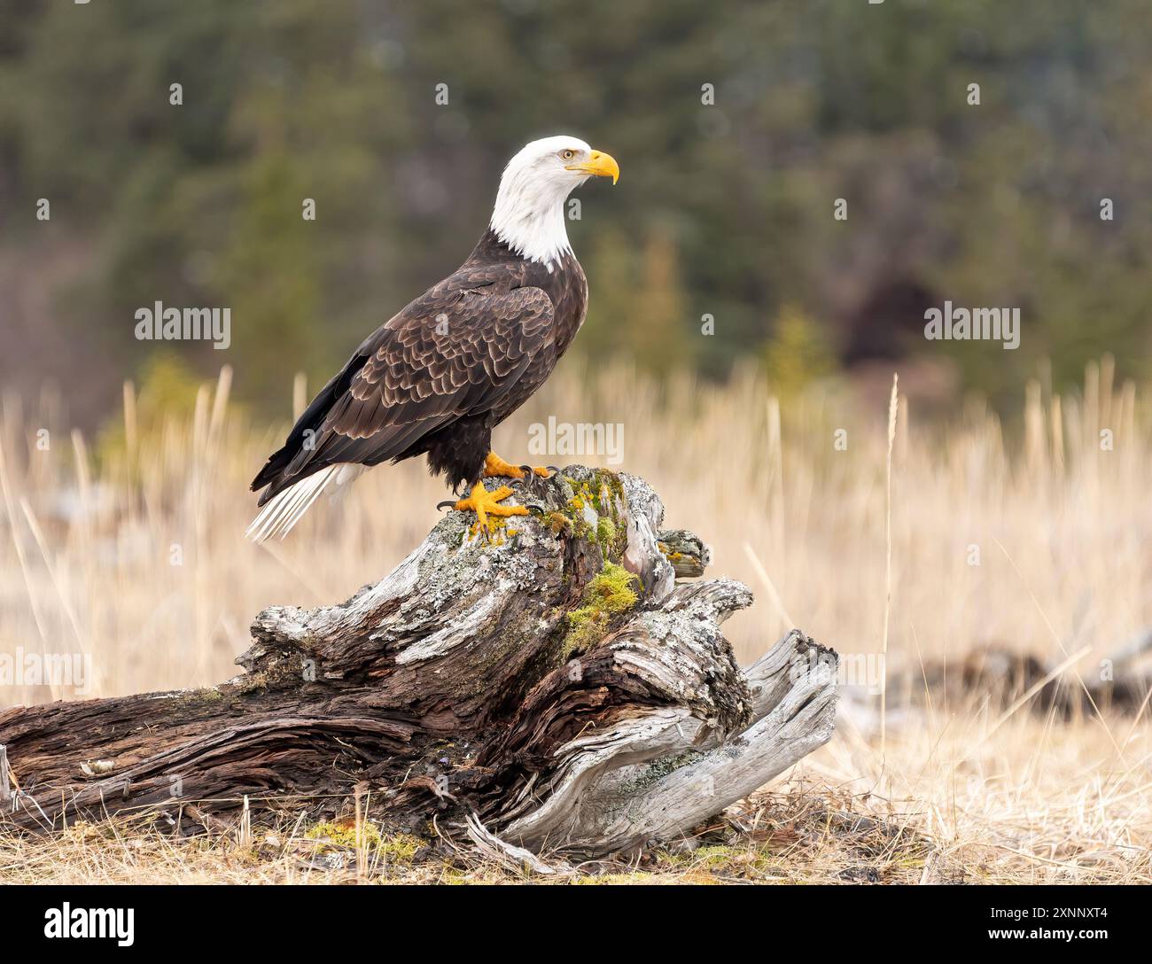 L'aquila calva (Haliaeetus leucocephalus) ha ali notevolmente più larghe e smussate rispetto agli uccelli rapaci adulti trovati in Nord America Foto Stock