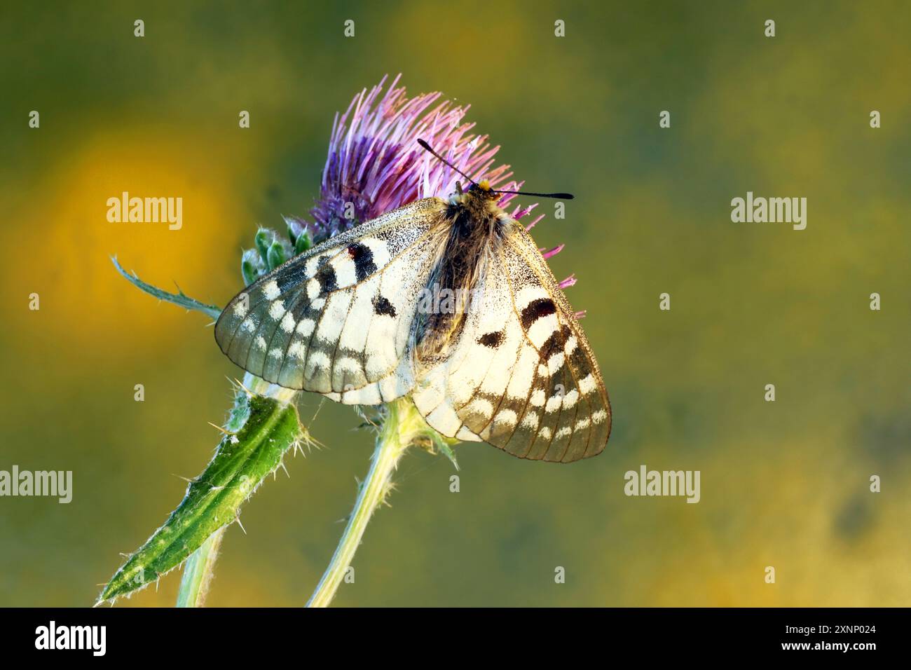 Dettaglio di una farfalla di Apollo, chiamata anche Apollo di montagna, Parnassius apollo, che riposa e si crogiola su un cardo dell'Oregon nel fiume Metolius Foto Stock