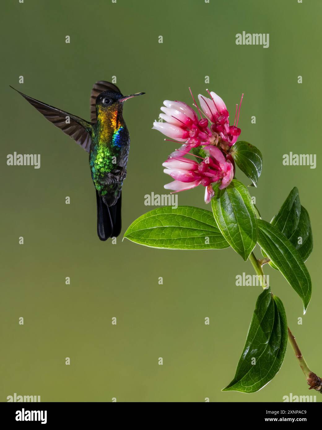 Colibrì dalla gola ardente (Panterpe insiginis), Costa Rica Foto Stock