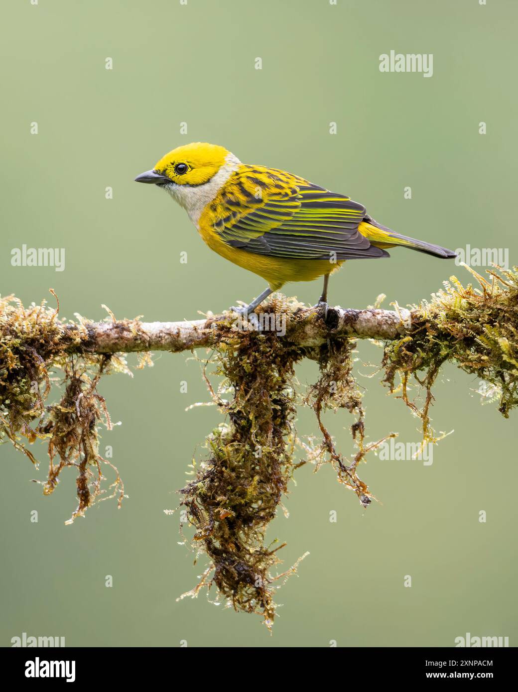 La specie Tanager dalla gola d'argento (Tangara icterocephala) di uccelli passeri della famiglia dei Thraupidae. Foto Stock