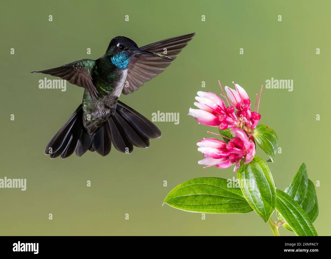 Il colibrì Talamanca o ammirevole colibrì (Eugenes spectabilis) è una specie di colibrì nelle "gemme di montagna" Foto Stock