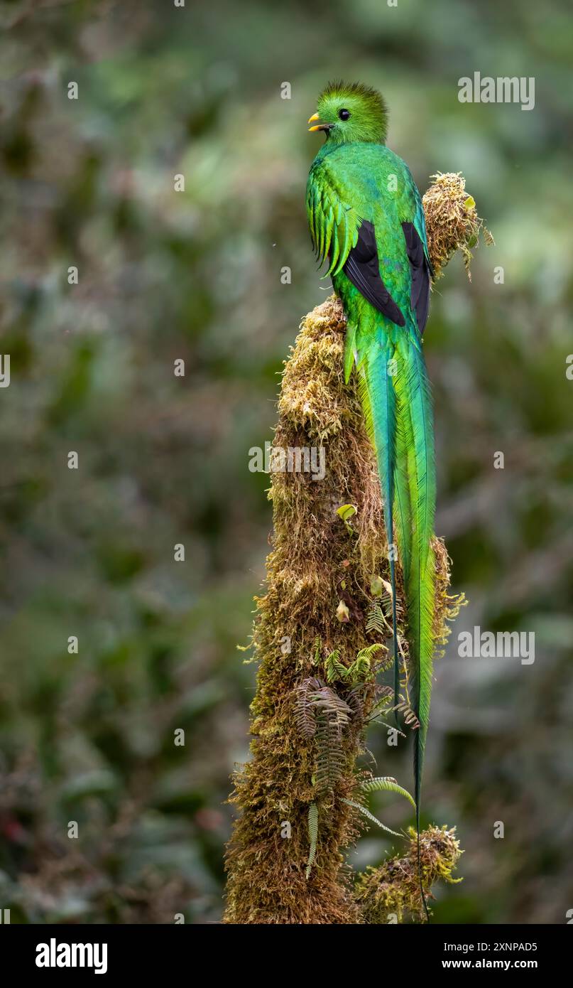 Il quetzal risplendente (Pharomachrus mocinnois) un piccolo uccello trovato in America centrale, Messico meridionale, foreste tropicali Foto Stock