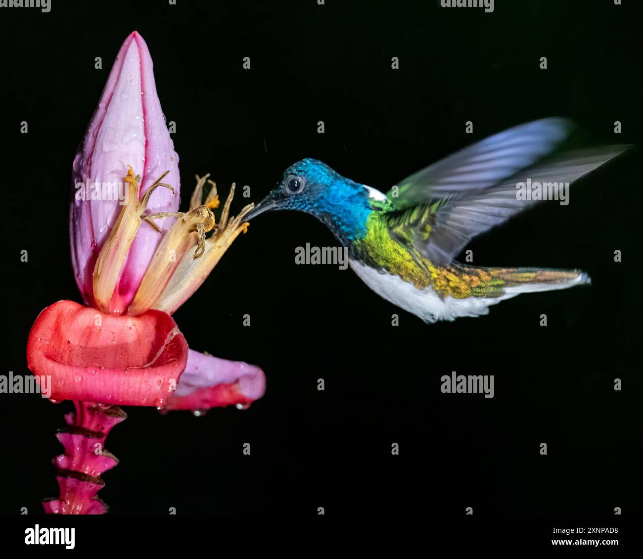 Il giacobino dal collo bianco (Florisuga mellivora) è un colibrì di medie dimensioni che si estende dal Messico a sud attraverso l'America centrale e il Sud America Foto Stock