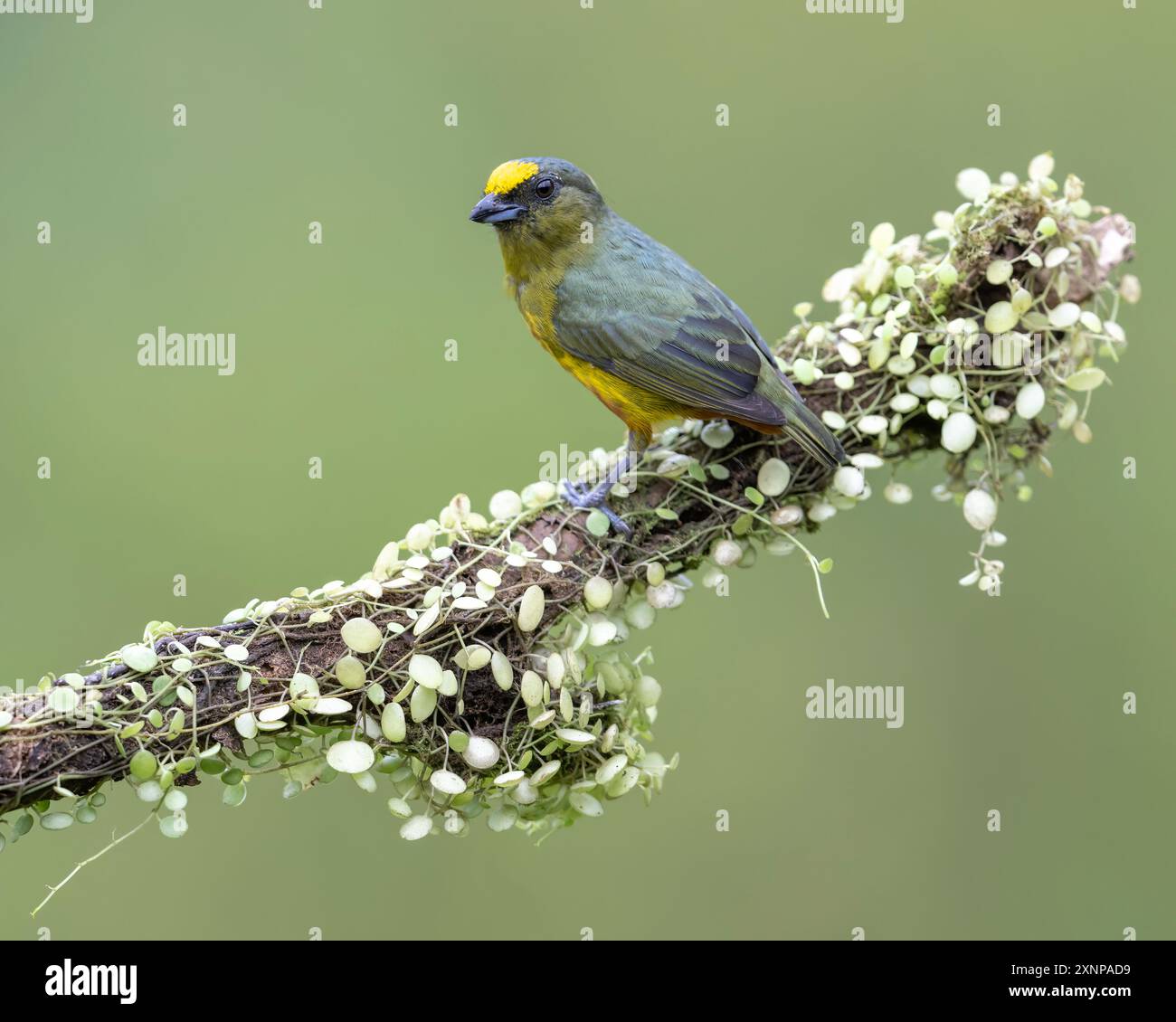 L'euphonia (Euphonia luteicapilla) è una specie di uccello della famiglia Fringillidae. Si trova in Costa Rica, Nicaragua e Panama Foto Stock