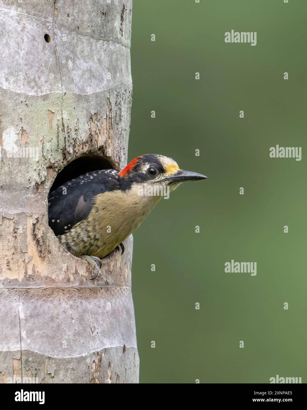 Il picchio dalle guance nere (Melanerpes pucherani) è una specie di uccello della sottofamiglia Picinae della famiglia Picidae Foto Stock