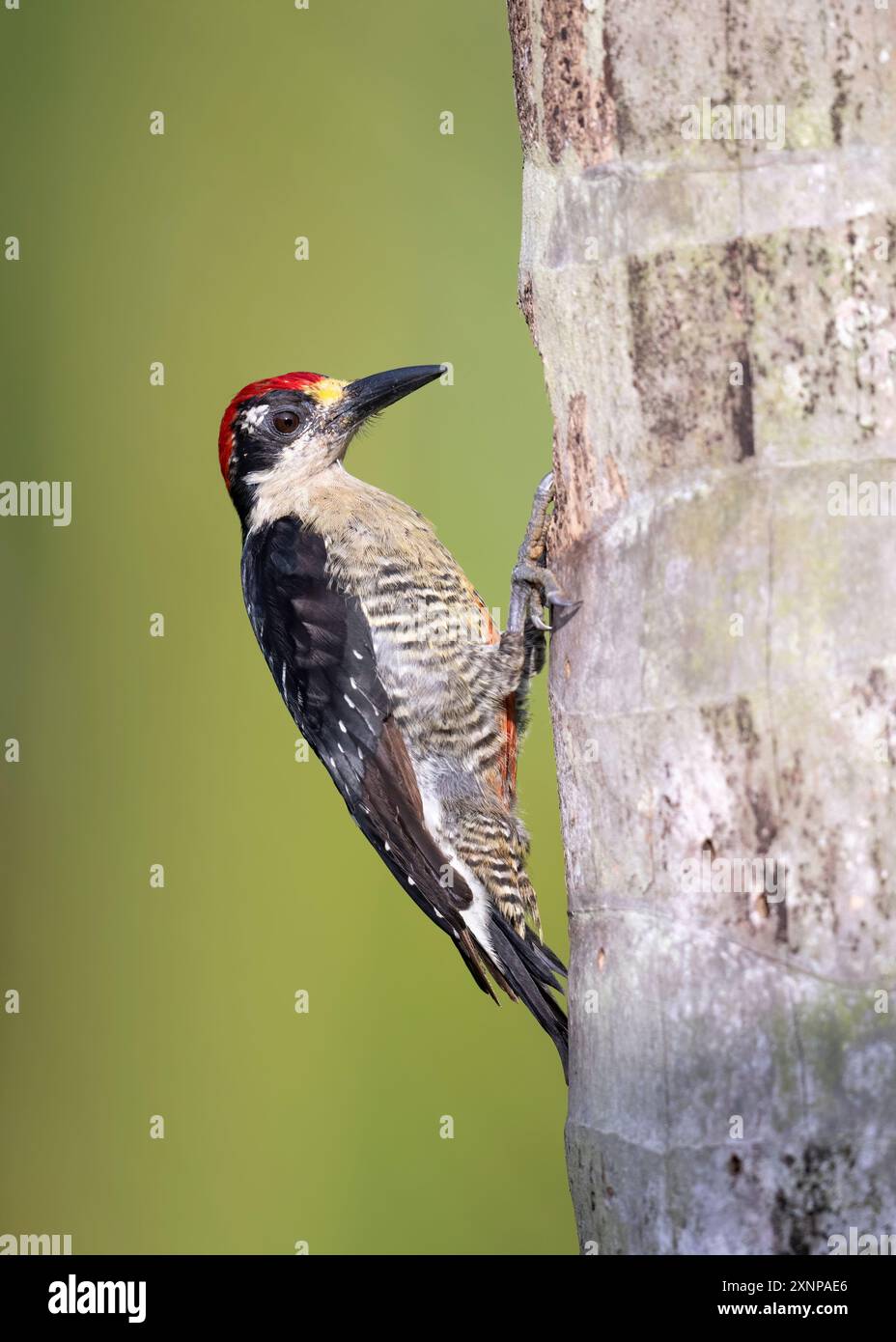 Il picchio dalle guance nere (Melanerpes pucherani) è una specie di uccello della sottofamiglia Picinae della famiglia Picidae Foto Stock