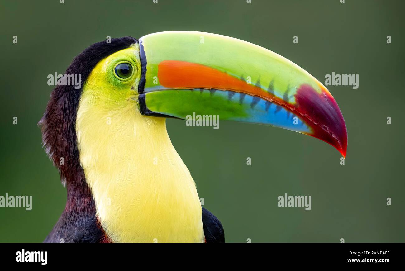 Toucan (Ramphastos sulfuratus), tucano con petto di zolfo, tucano di chiglia e tucano con becco arcobaleno, dal Messico meridionale all'Ecuador Foto Stock