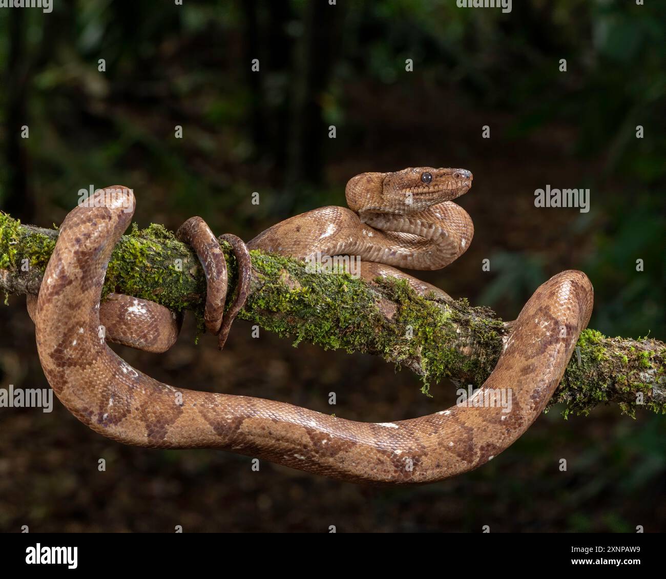 L'annulato Tree Boa (Corallus annulatus) è una grande specie arborea che abita il lato caraibico della Costa Rica. Foto Stock