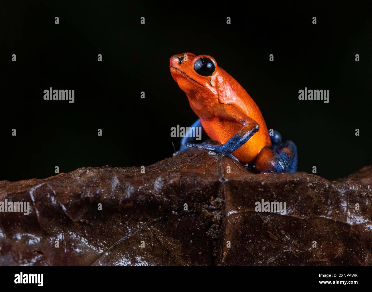 La rana velenosa delle fragole, la rana veleno delle fragole e la rana veleno dei jeans blu (Oophaga pumilio) sono piccole rane velenose che si trovano in America centrale. Foto Stock