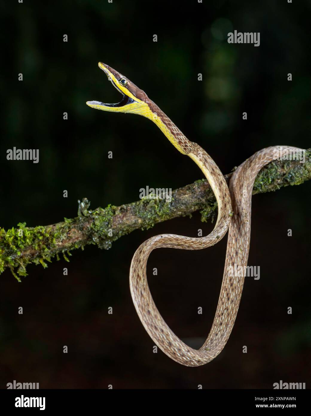Brown Vine Snake Oxybelis aeneus) o serpente di vite messicano è una specie di serpente colubrificato, endemica delle Americhe Foto Stock