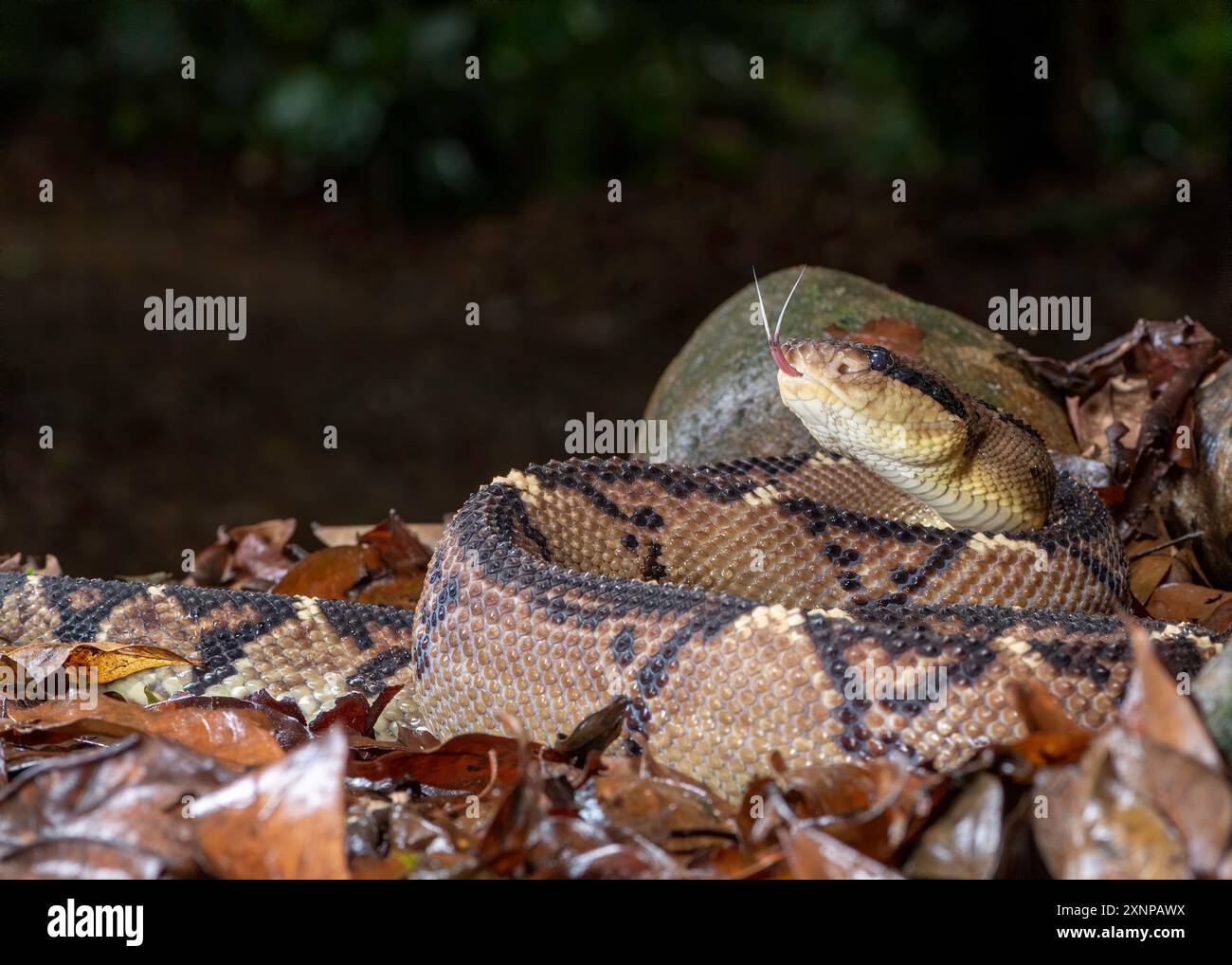 Bushmaster (Lachesis), velenosa viper, il serpente velenoso più lungo del nuovo mondo, macchia e foreste, bacino del Rio delle Amazzoni a nord della Costa Rica Foto Stock