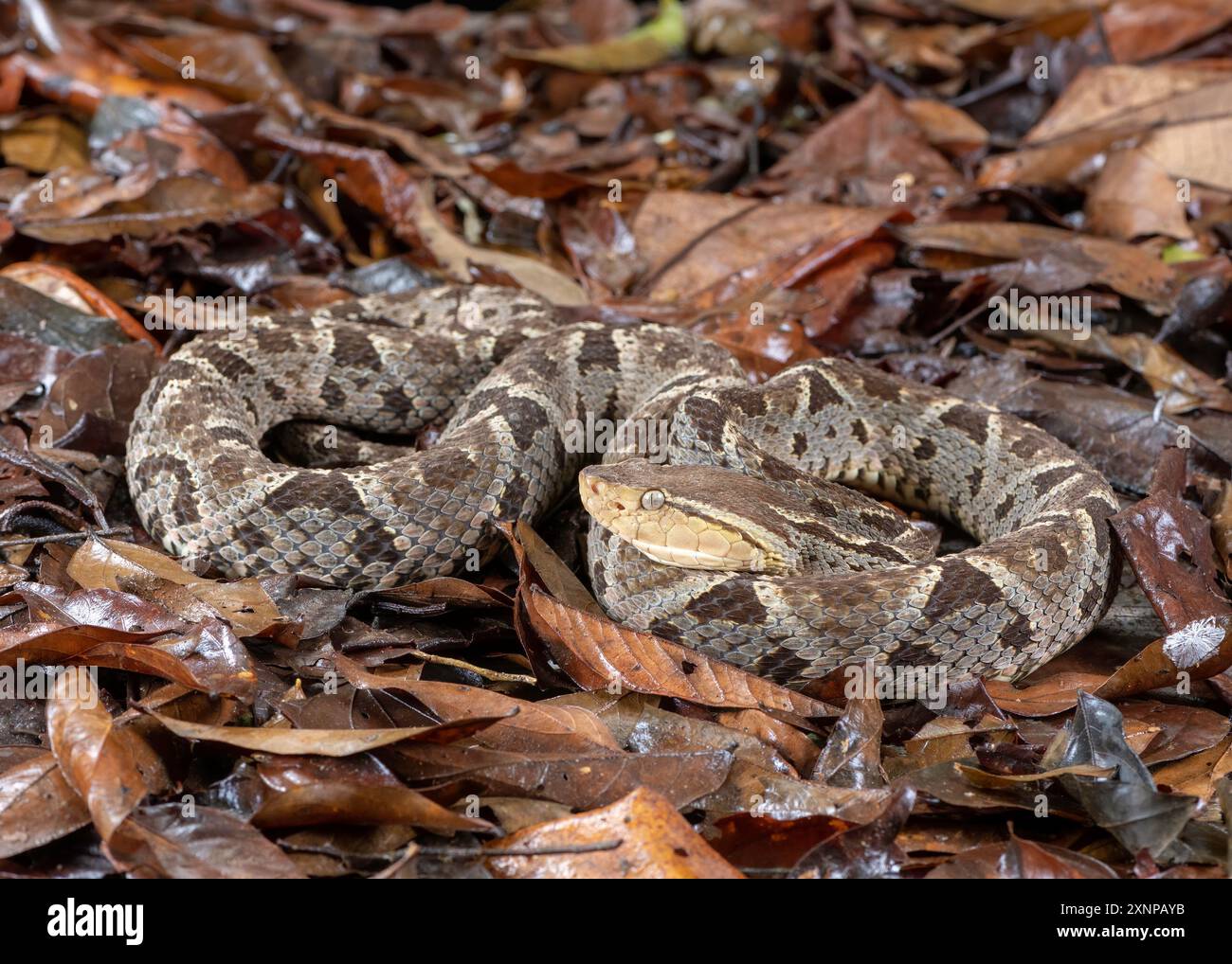 Il "fer-de-lance" (Bothrops asper). È il serpente più pericoloso dell'America centrale e meridionale, e provoca più morti umane di qualsiasi serpente Foto Stock