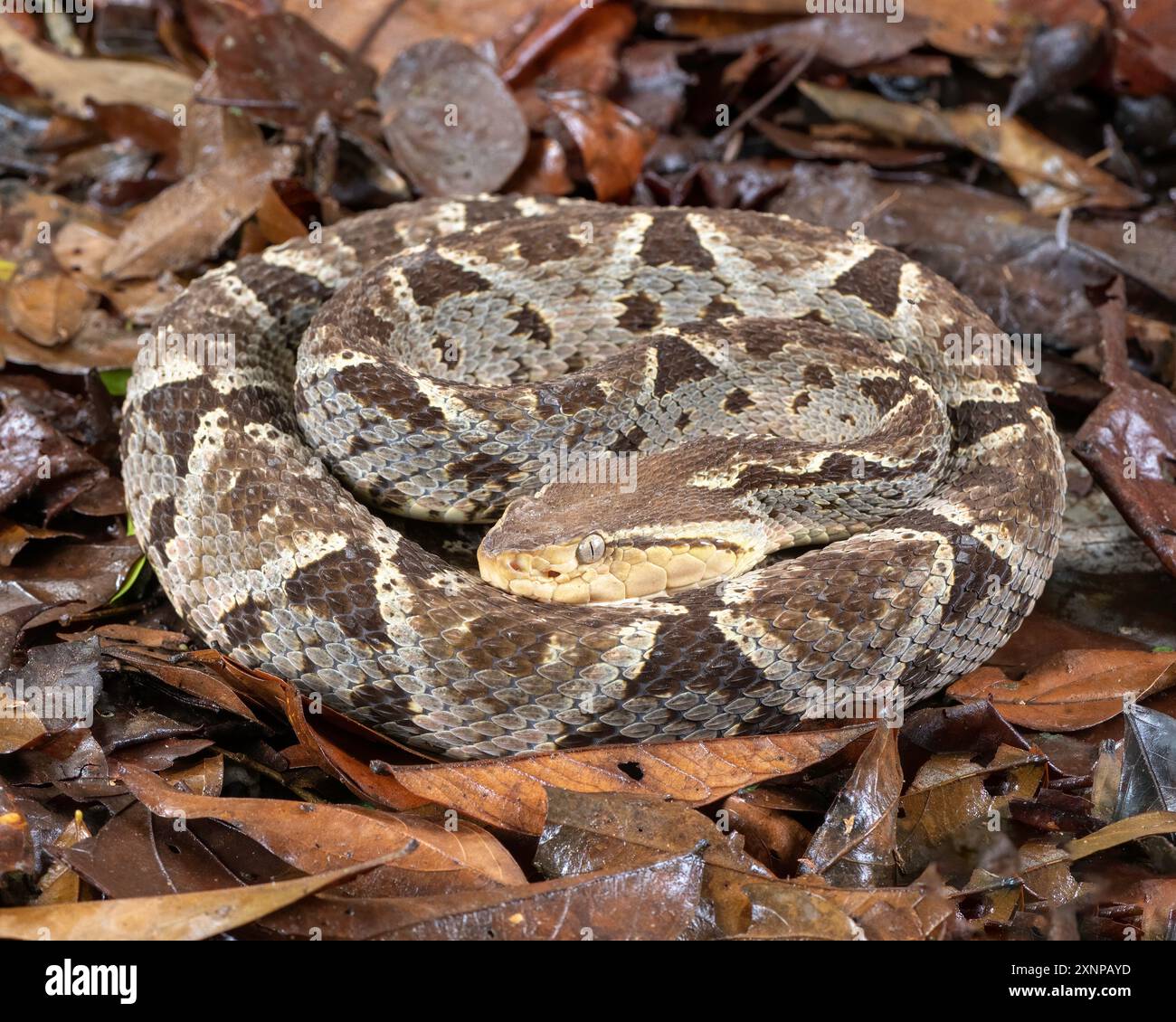 Il "fer-de-lance" (Bothrops asper). È il serpente più pericoloso dell'America centrale e meridionale, e provoca più morti umane di qualsiasi serpente Foto Stock