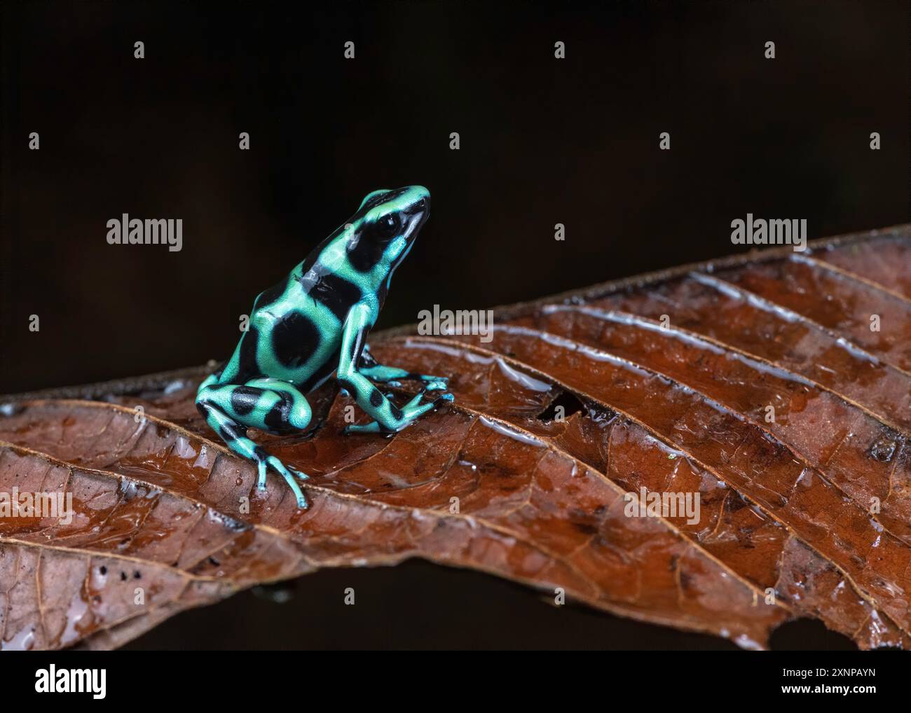 La rana velenosa verde e nera (Dendrobates auratus), nota anche come rana velenosa verde e nera e rana velenosa verde, Costa Rica Foto Stock