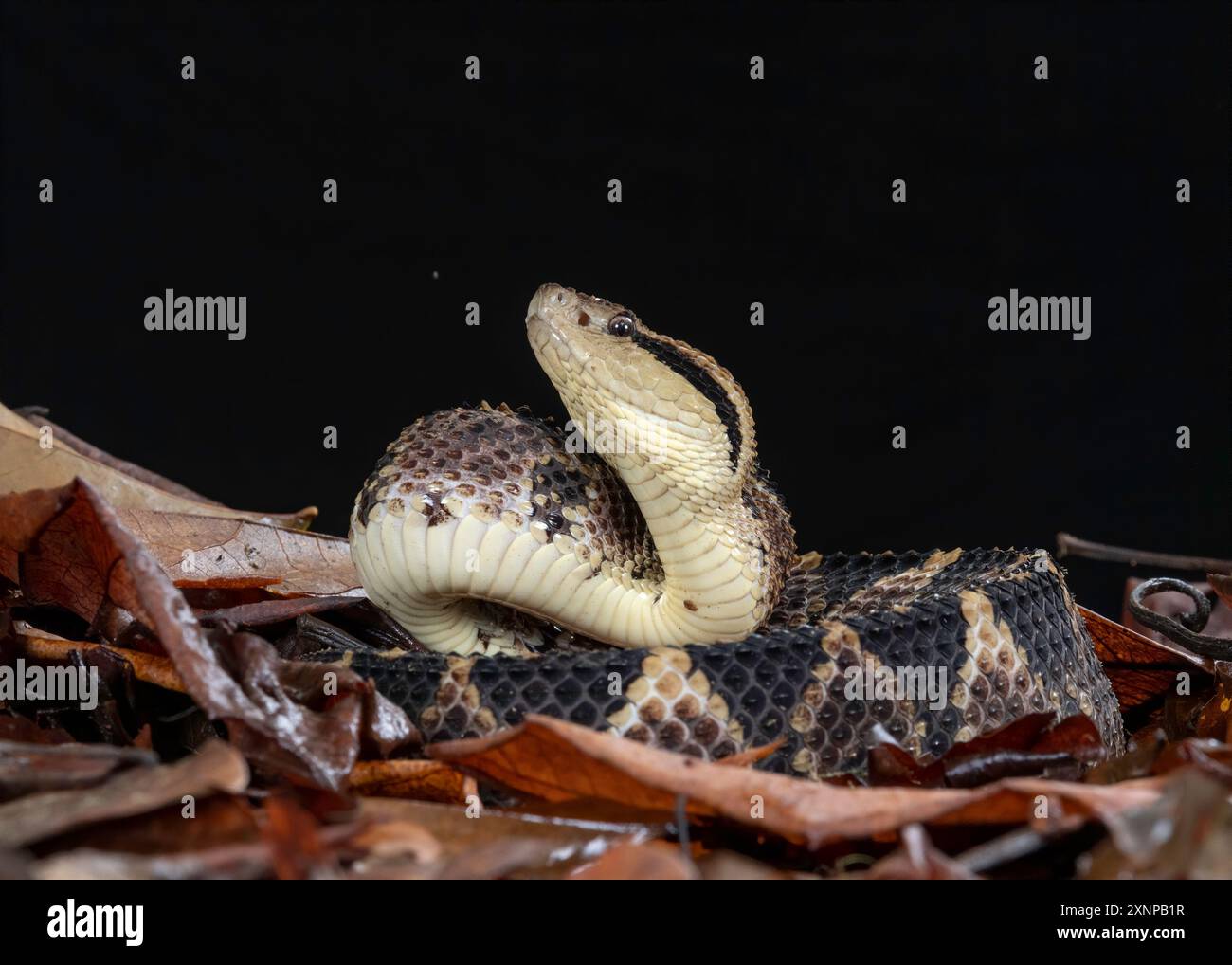 La vipera del salto (Atropoides nummifer) è un altro serpente velenoso che si trova naturalmente in Costa Rica Foto Stock