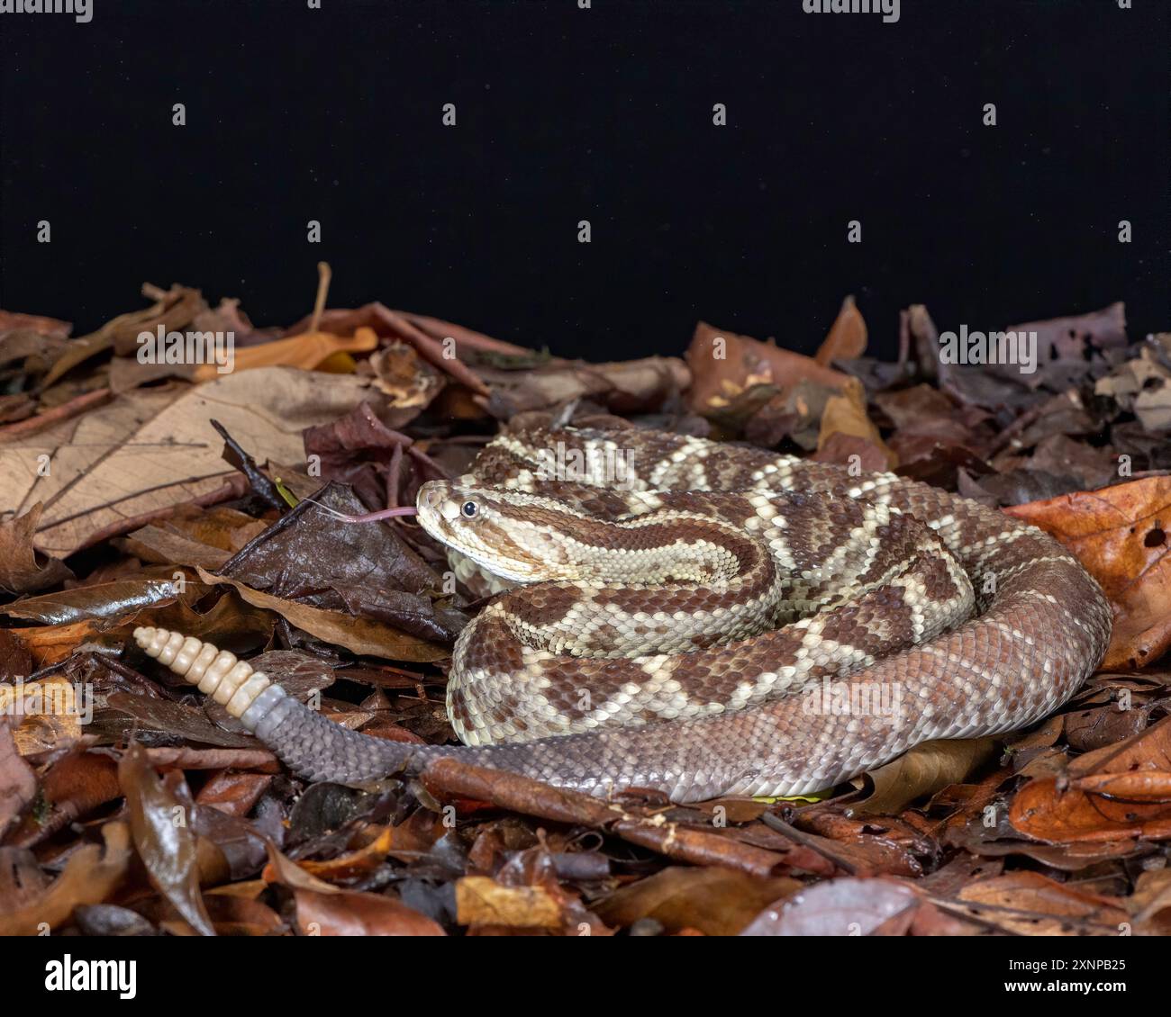 Il serpente a sonagli sudamericano, il serpente a sonagli neotropicali (Crotalus durissus), è una specie molto velenosa di vipera che si trova in Sud America. Foto Stock