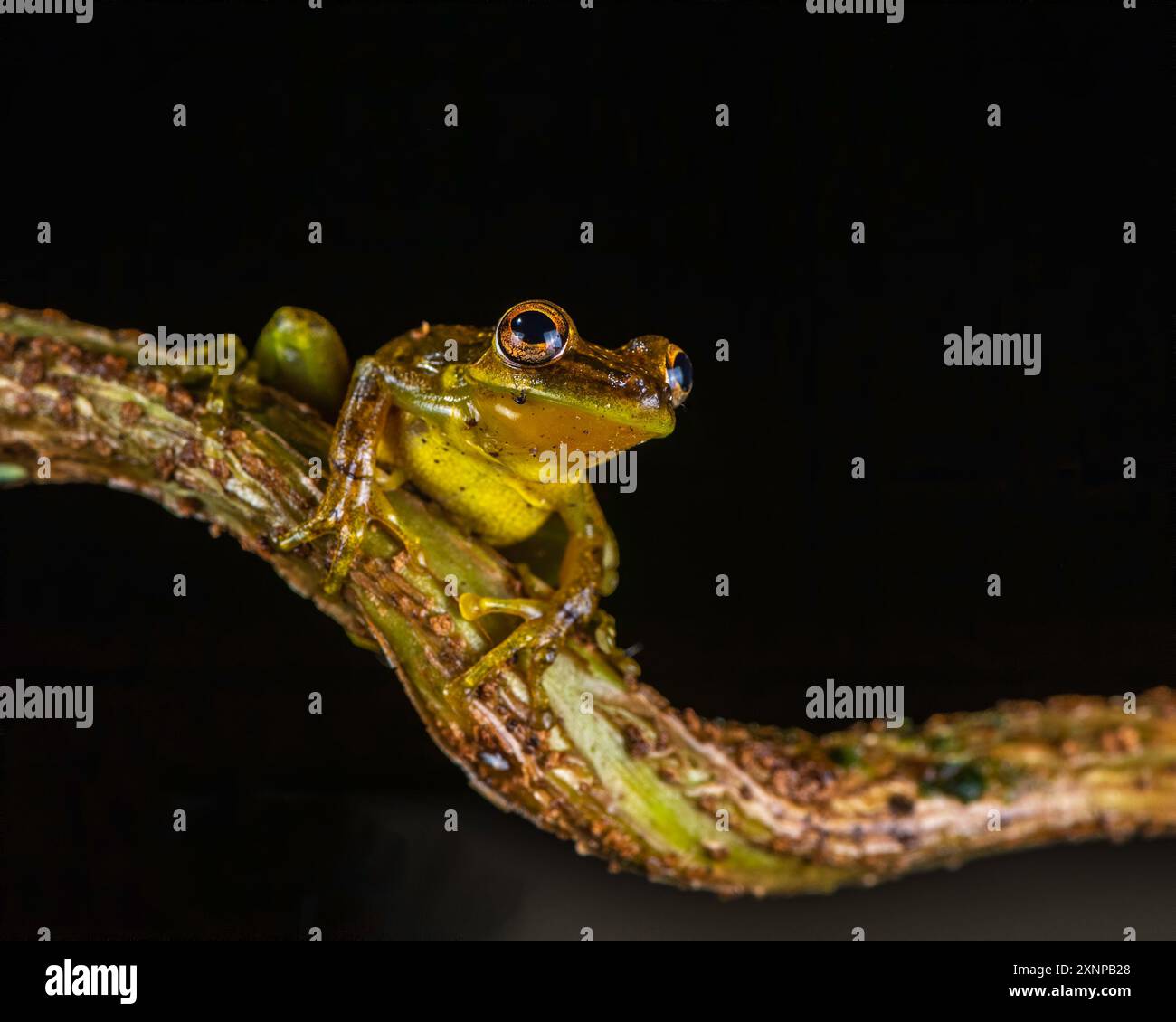 Sipurio ha snodato il treefrog, o treefrog olivato (Scinax elaeochroa), pianure caraibiche del Nicaragua, Panama e Costa Rica Foto Stock