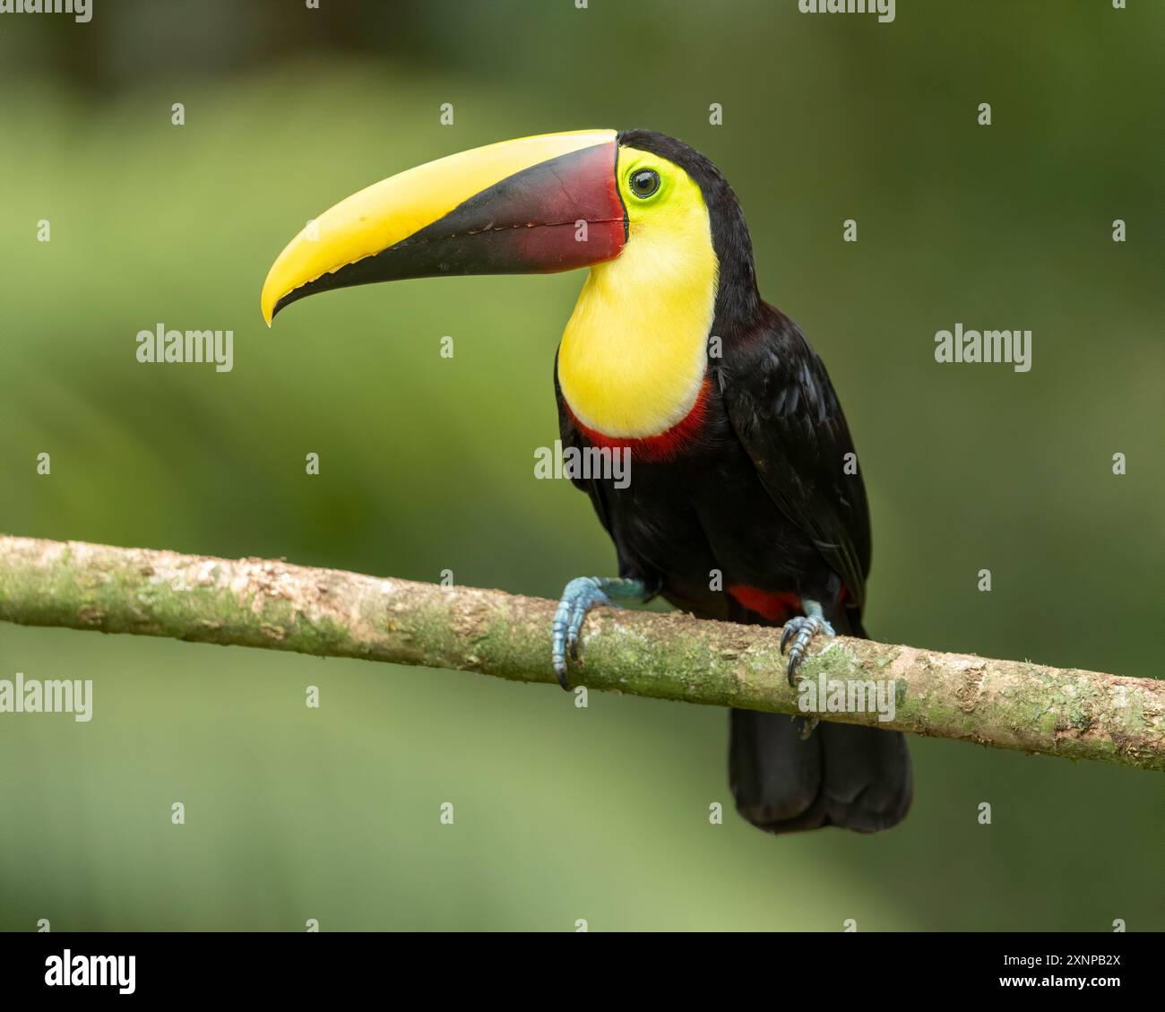 Tucano dalla gola gialla (Ramphastos ambiguus), Costa Rica Foto Stock