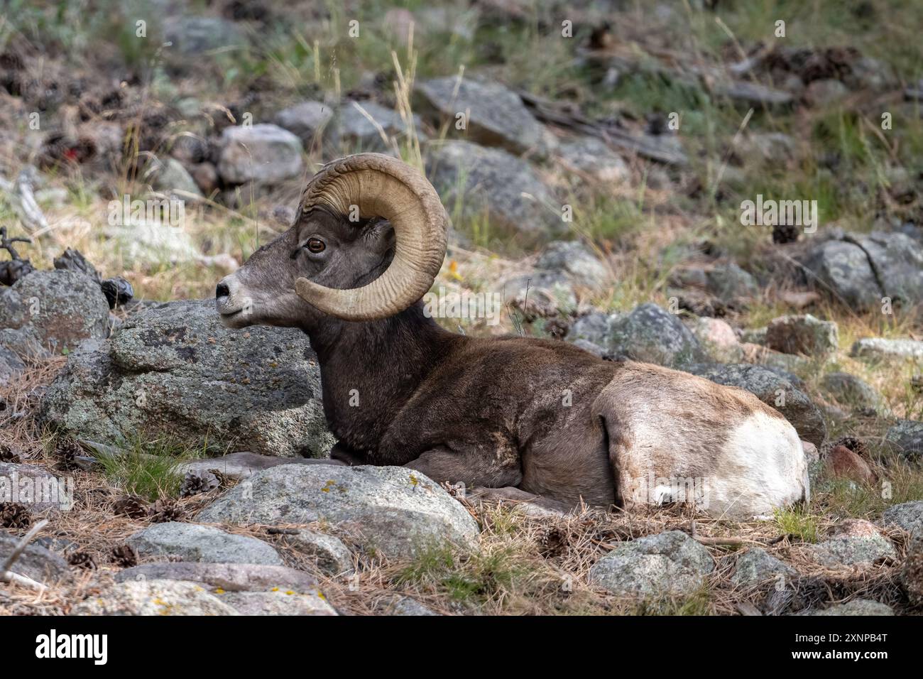 Rocky Mountain Bighorn Sheep RAM, Rocky Mountain National Park, Colorado, Nord America Foto Stock