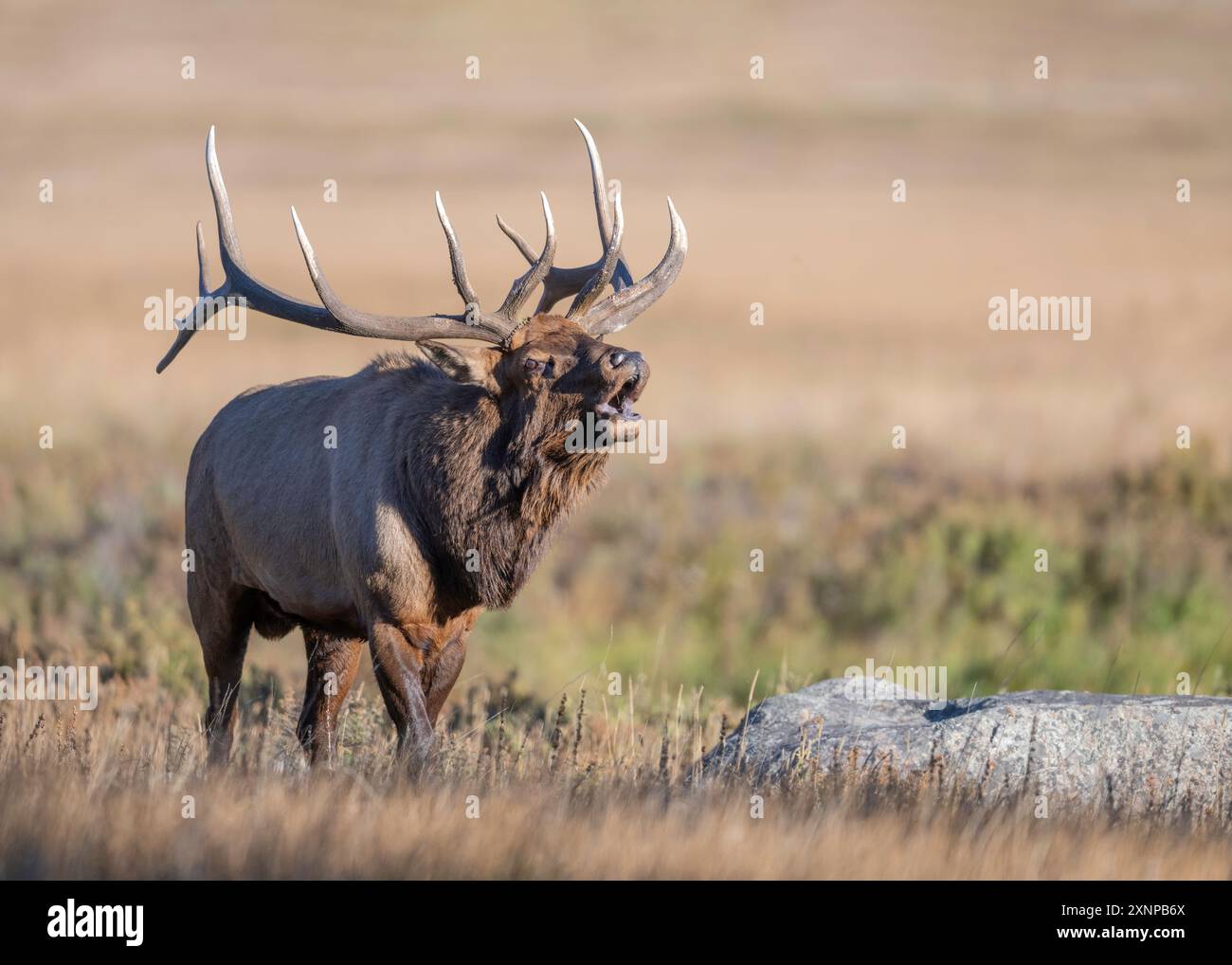 Rocky Mountain Bull Elk (Cervus canadensis) durante il percorso completo, Rocky Mountain National Park, Colorado Foto Stock