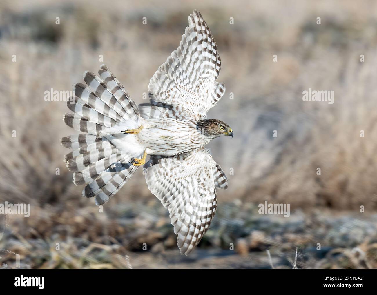 Coopers Hawk (Accipiter cooperii) caccia in volo, Utah, Nord America Foto Stock