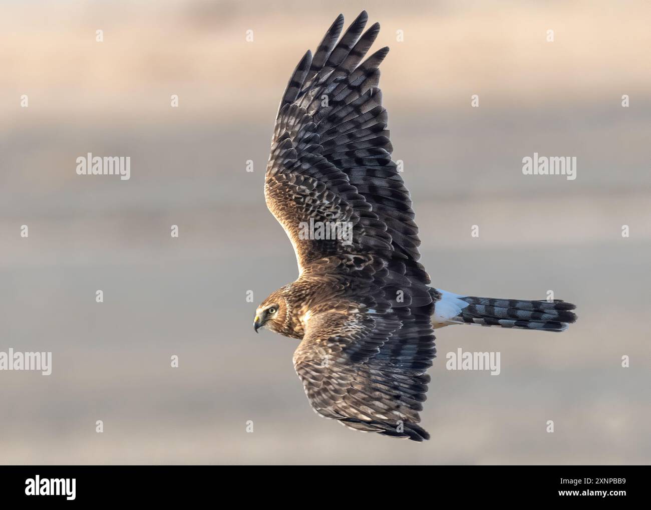 Northern Harrier (Circus hudsonius) in volo, Utah, Nord America Foto Stock