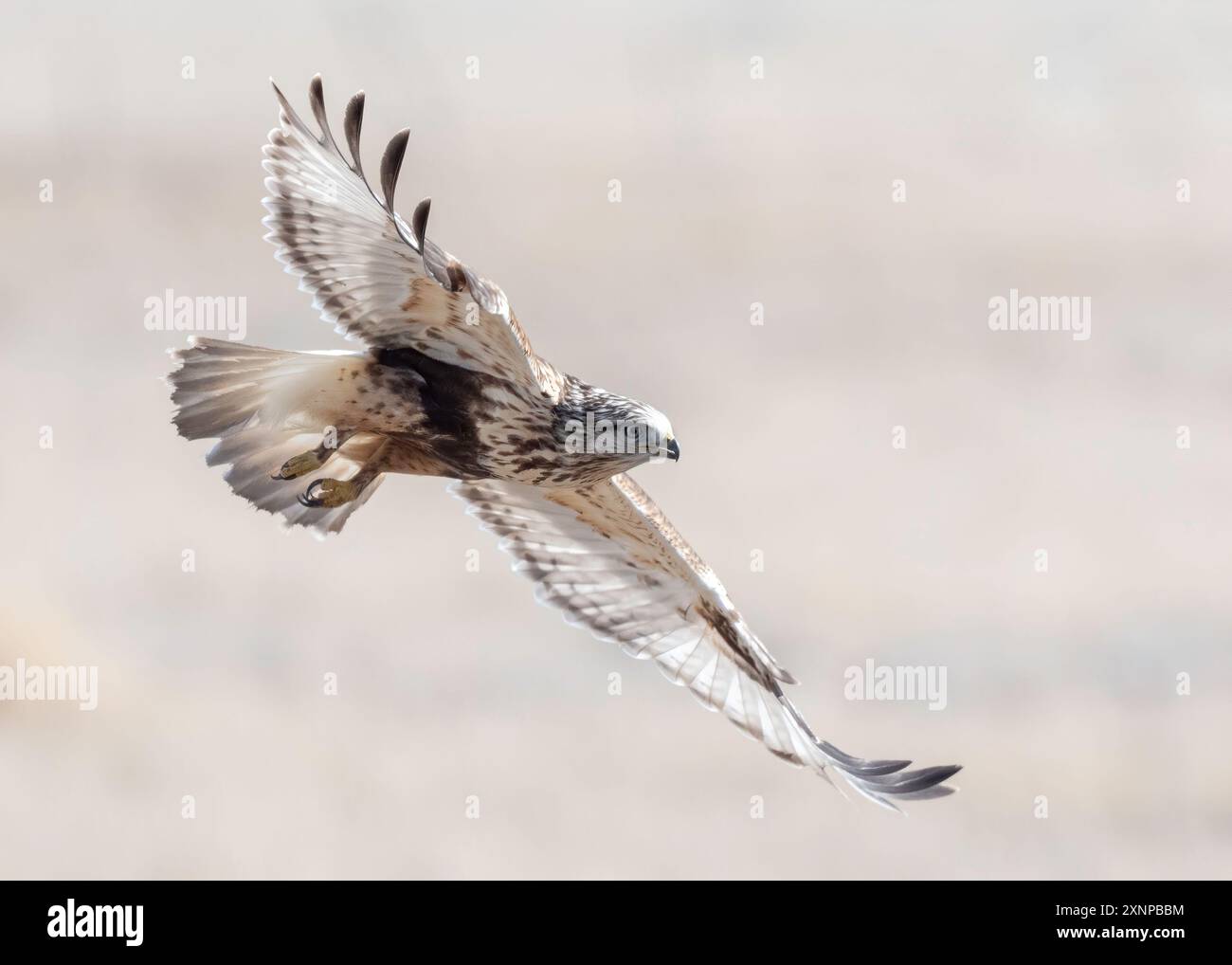 Falco a zampe ruvide (Buteo lagopus), durante l'inverno, Utah, Nord America Foto Stock