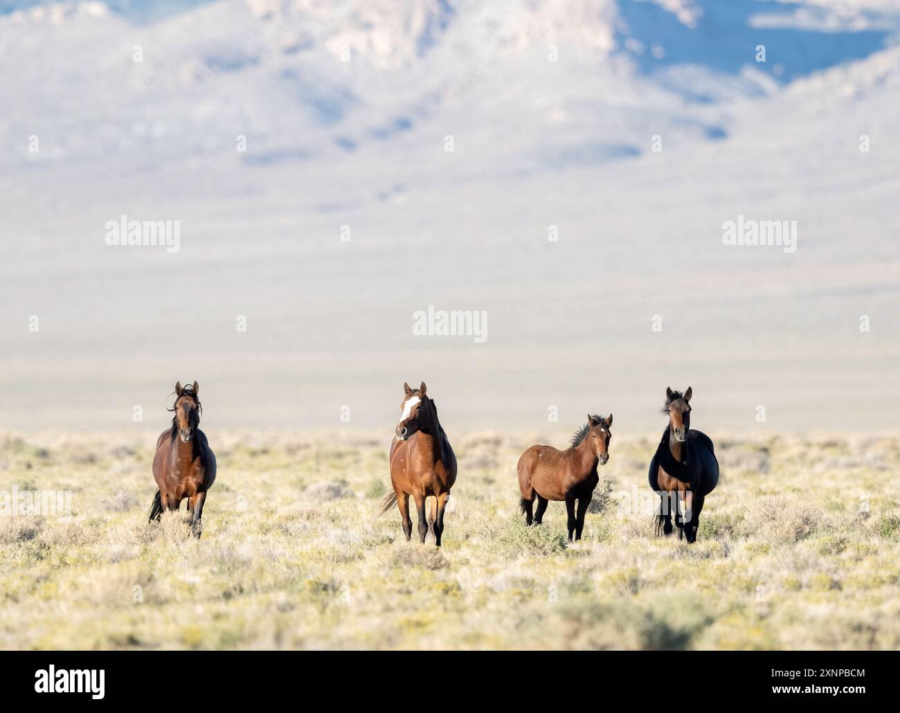 Cavalli selvaggi a Tonopah, Nevada Foto Stock
