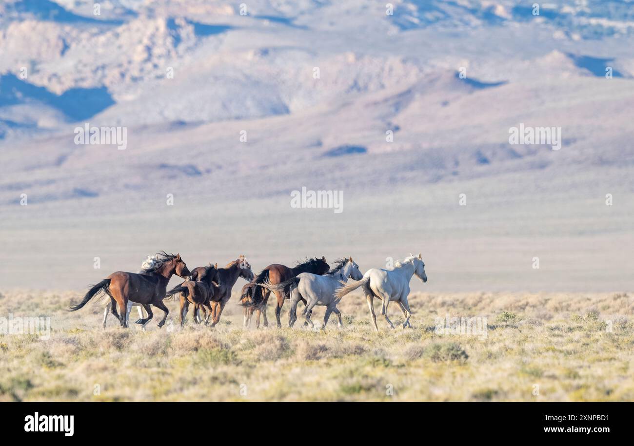 Cavalli selvaggi a Tonopah, Nevada Foto Stock