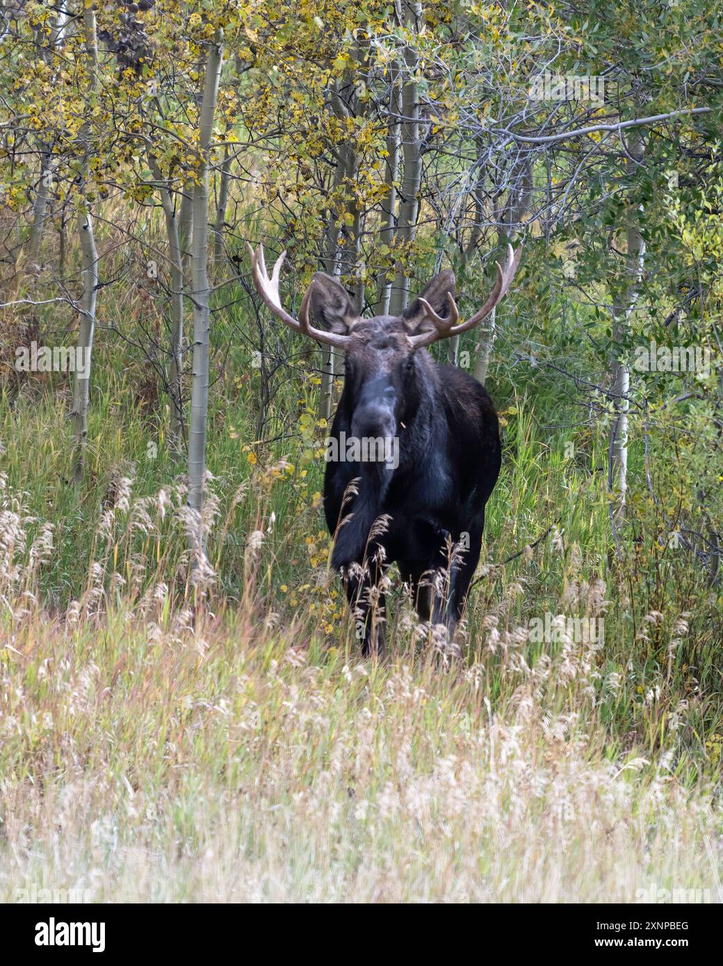 Bull Moose (Alces alces) durante il Fall Rut, Grand Teton National Park, Wyoming Foto Stock