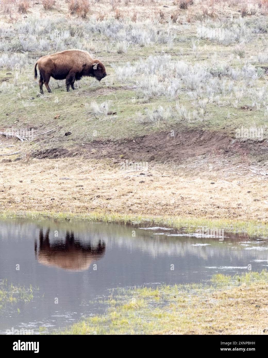 American Bison o American Buffalo (Bison bison) Reflection, Yellowstone National Park, Wyoming Foto Stock American Bison o American Buffalo (Bison bison) Reflection, Yellowstone National Park, Wyoming Foto Stock