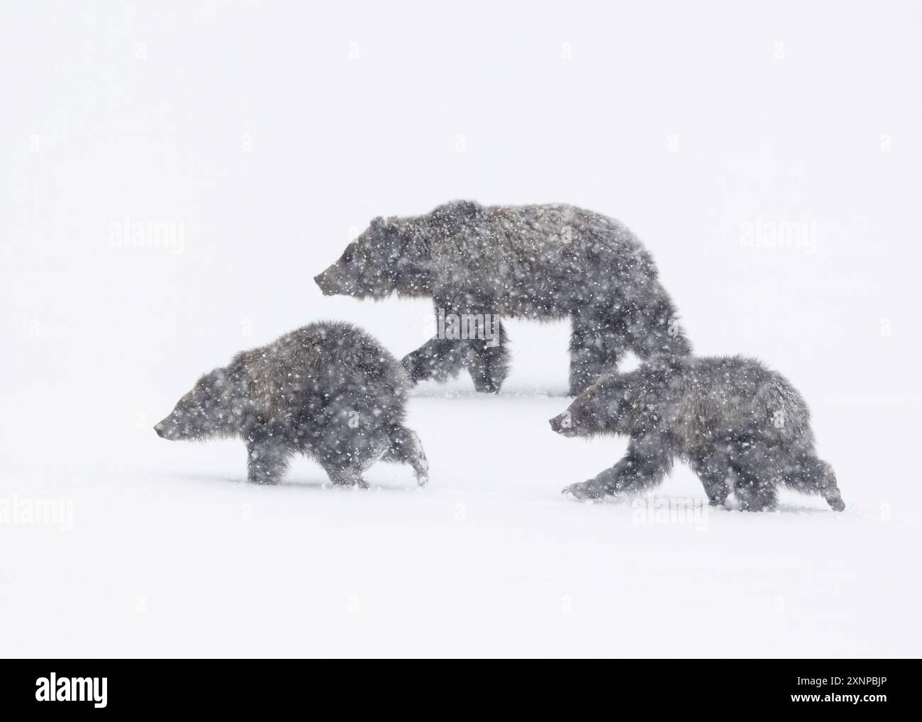 Grizzly seminò Felicia con i suoi due cuccioli in inverno, il Grand Teton National Park, Wyoming, Nord America Foto Stock