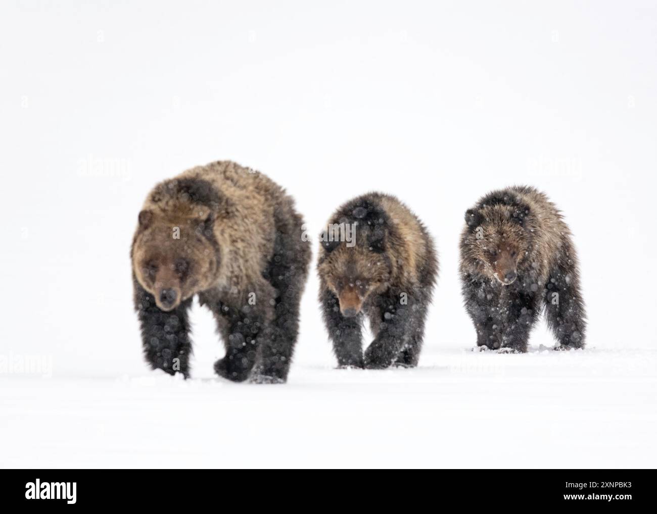 Grizzly seminò Felicia con i suoi due cuccioli in inverno, il Grand Teton National Park, Wyoming, Nord America Foto Stock