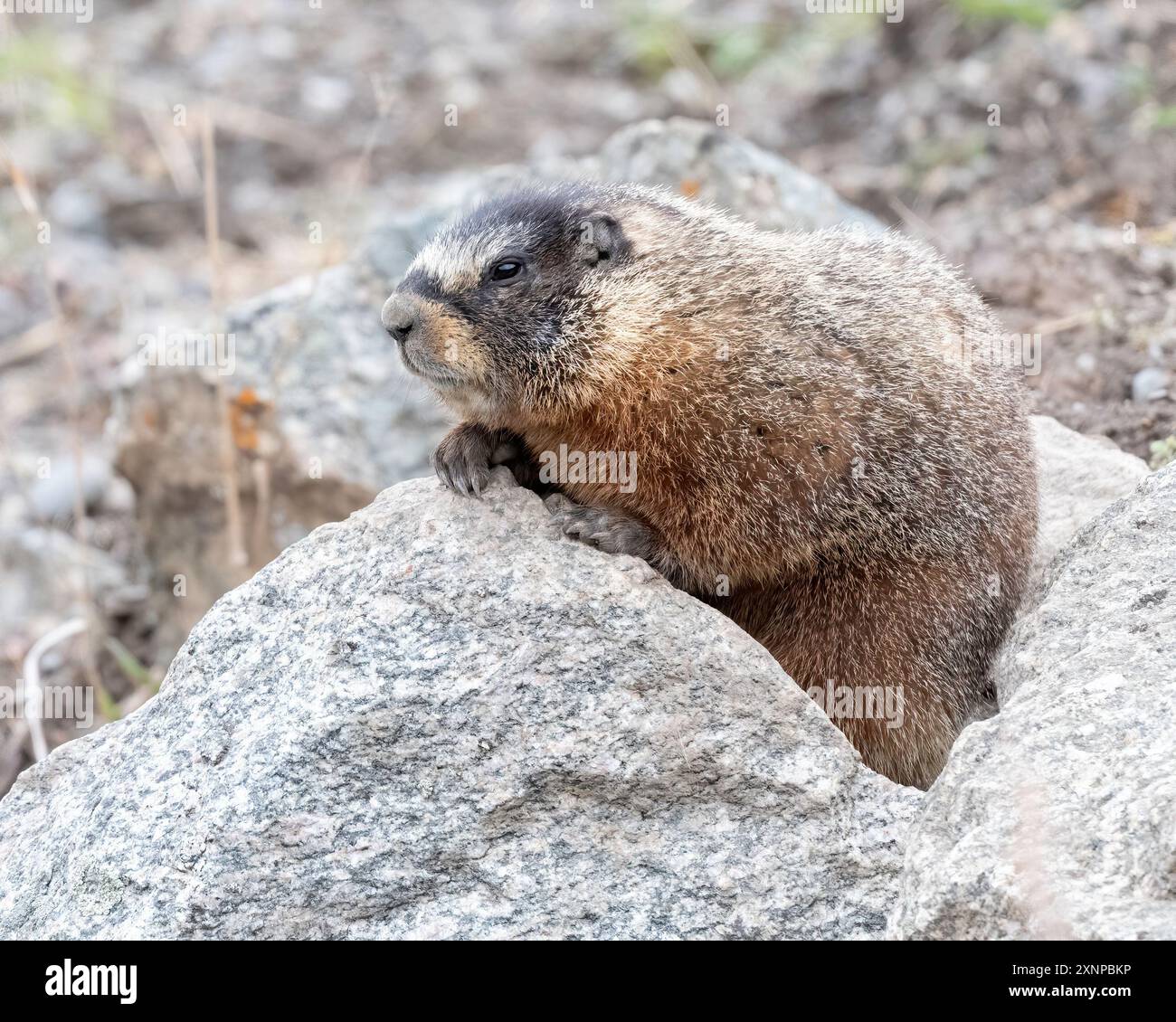 Marmotta con pancia gialla o mandrino di roccia (Marmota flaviventris) suona tra le rocce, parco nazionale di Yellowstone, Foto Stock