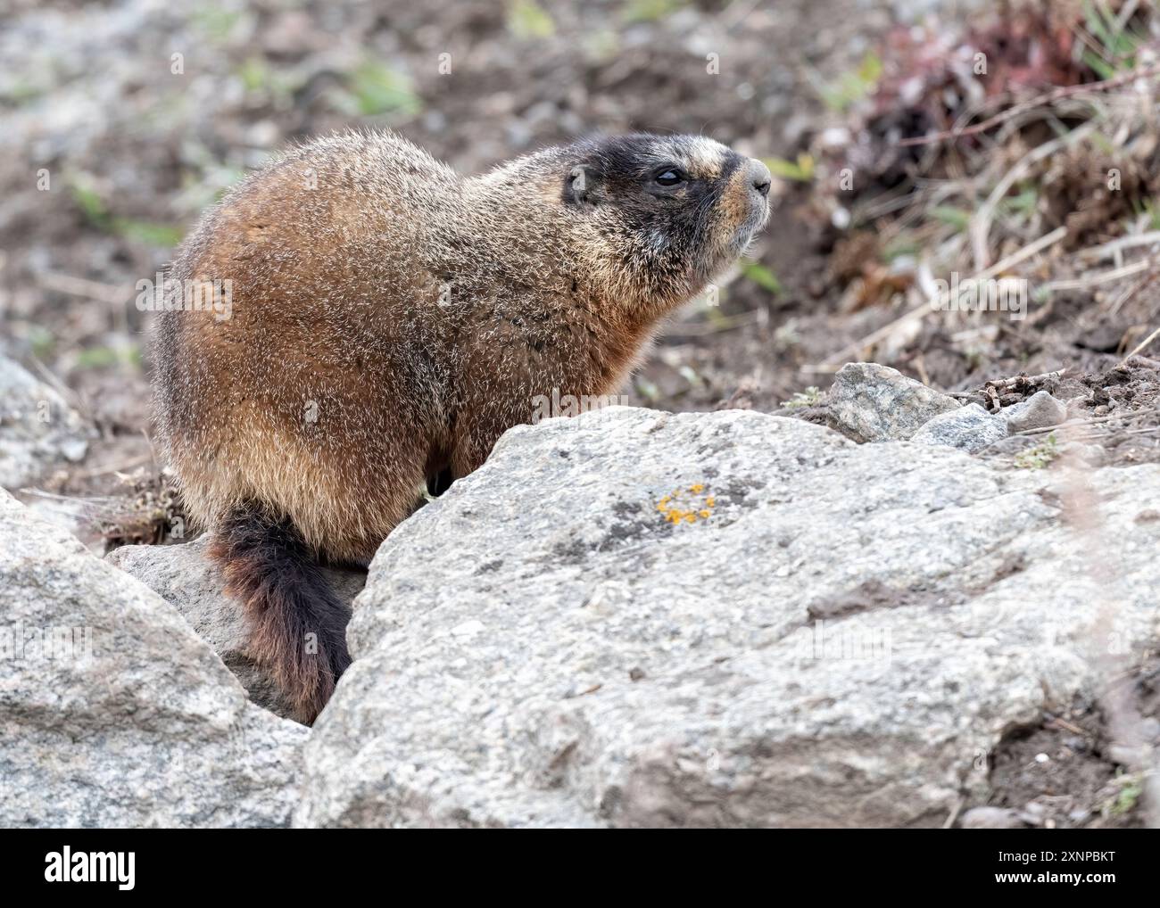 Marmotta con pancia gialla o mandrino di roccia (Marmota flaviventris) suona tra le rocce, parco nazionale di Yellowstone, Foto Stock
