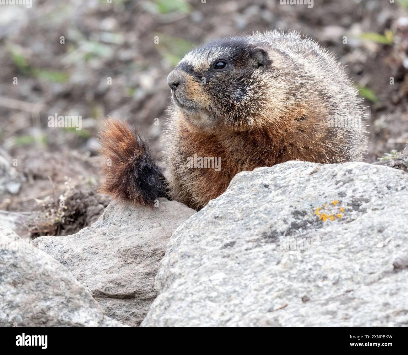 Marmotta con pancia gialla o mandrino di roccia (Marmota flaviventris) suona tra le rocce, parco nazionale di Yellowstone, Foto Stock