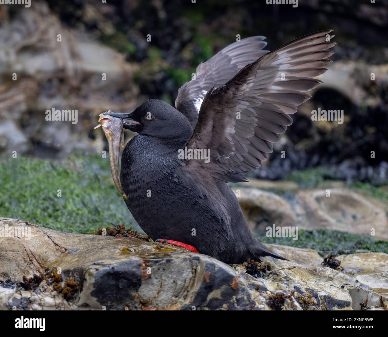 Pigeon Gullemont (Cepphus columba) in volo dal Pacifico con pesci per giovani pulcini, Santa Cruz, California Foto Stock