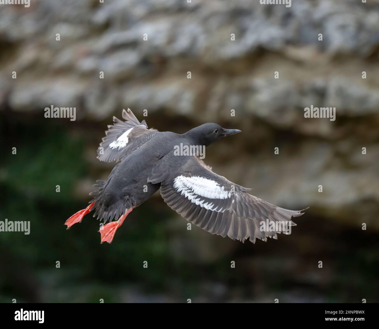 Pigeon Gullemont (Cepphus columba) in volo dal Pacifico, Santa Cruz, California Foto Stock