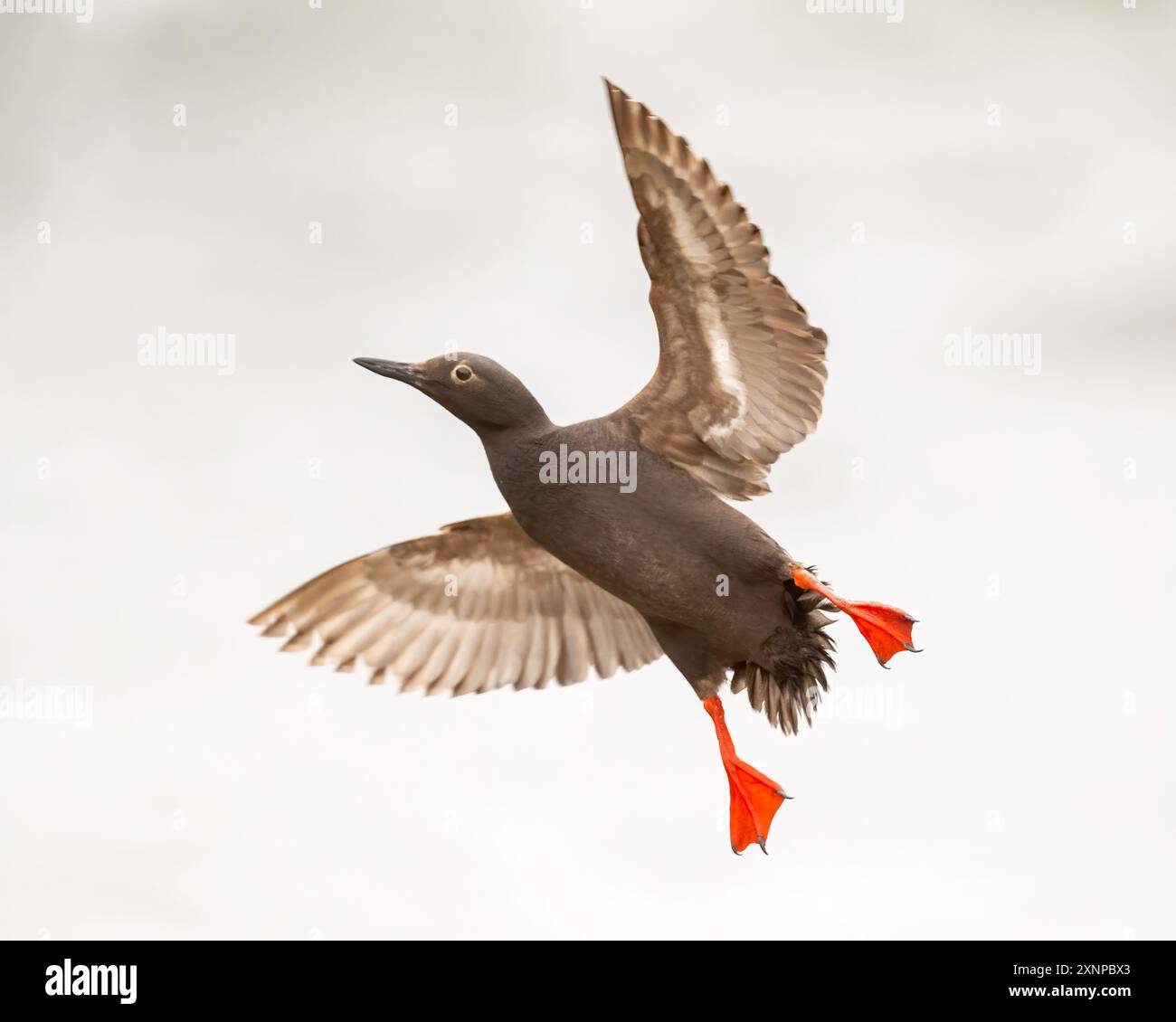 Pigeon Gullemont (Cepphus columba) in volo dal Pacifico, Santa Cruz, California Foto Stock