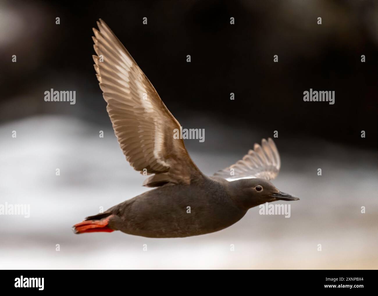 Pigeon Gullemont (Cepphus columba) in volo dal Pacifico, Santa Cruz, California Foto Stock