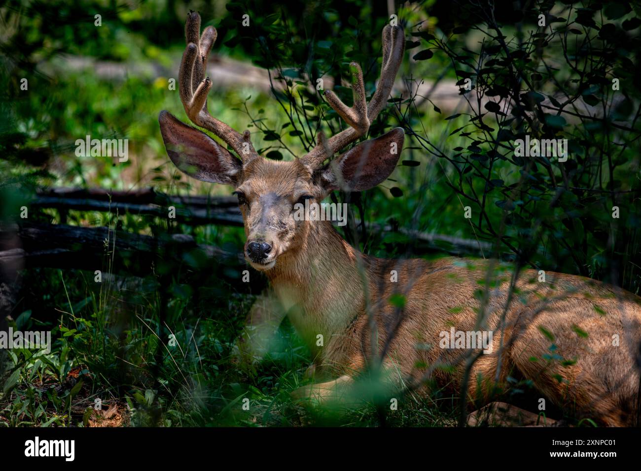 Cervo mulo all'ombra Foto Stock