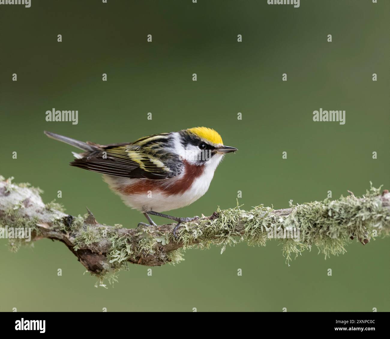 Warbler a lato di castagno (Setophaga pennsylvania) arroccato durante una sosta a Galveston, Texas, durante la migrazione primaverile Foto Stock Warbler a lato di castagno (Setophaga pennsylvania) arroccato durante una sosta a Galveston, Texas, durante la migrazione primaverile Foto Stock