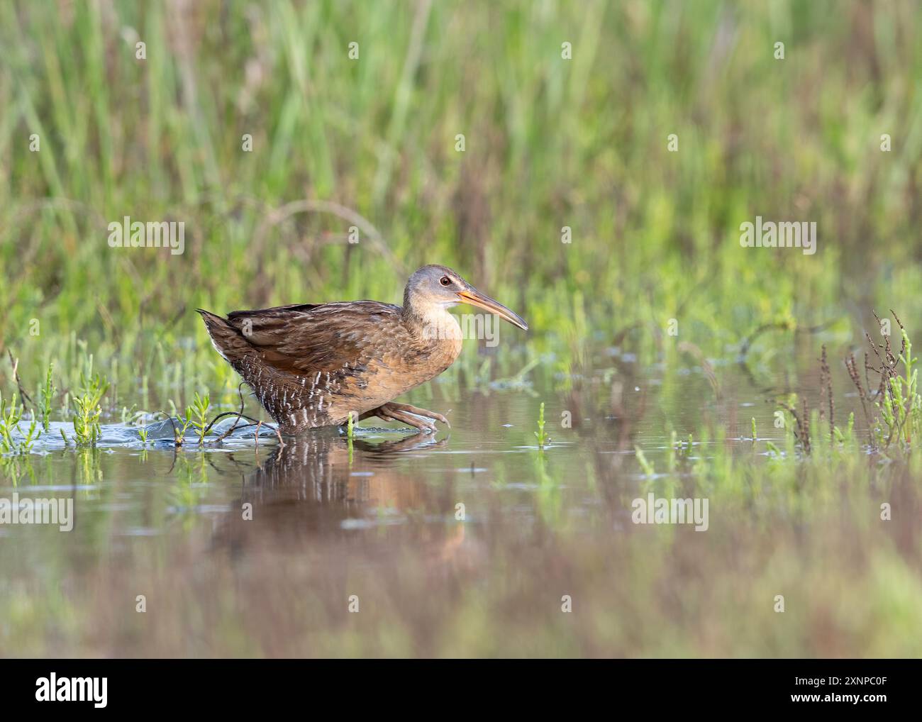 Clapper Rail (Rallus crepitans), Galveston Texas, Stati Uniti Foto Stock